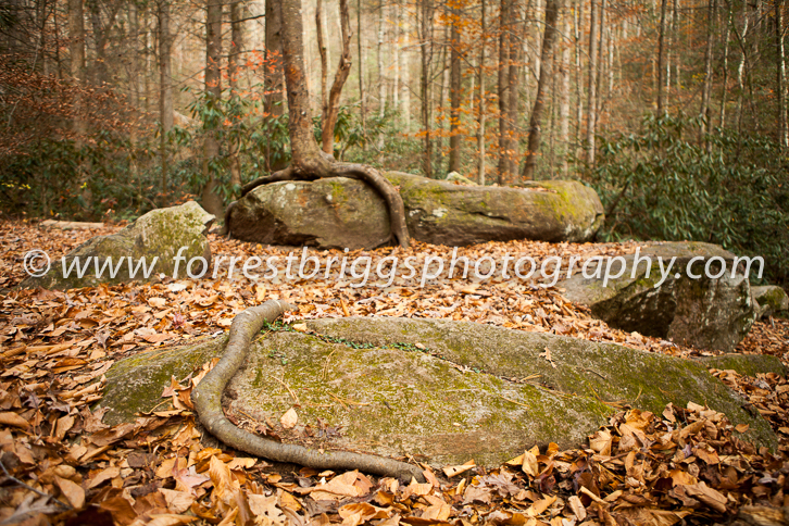 Root from nearby tree at Twin Falls Waterfall, Pickens South Carolina by Forrest Briggs Photography