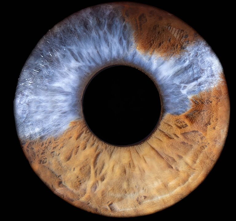 Iris photography Greenville SC